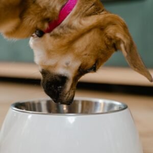 Accesorios de animales
